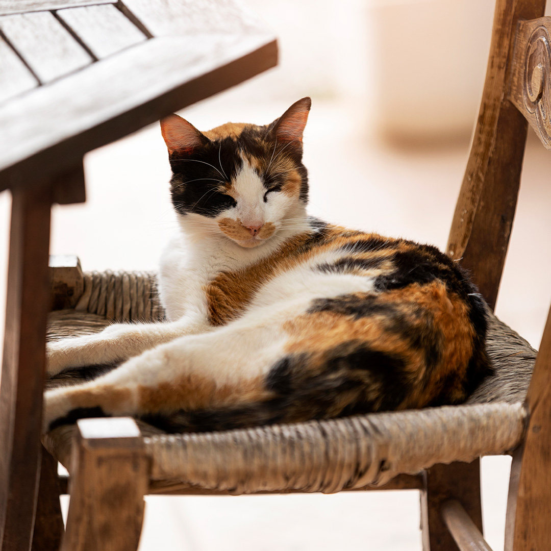 calico-on-chair