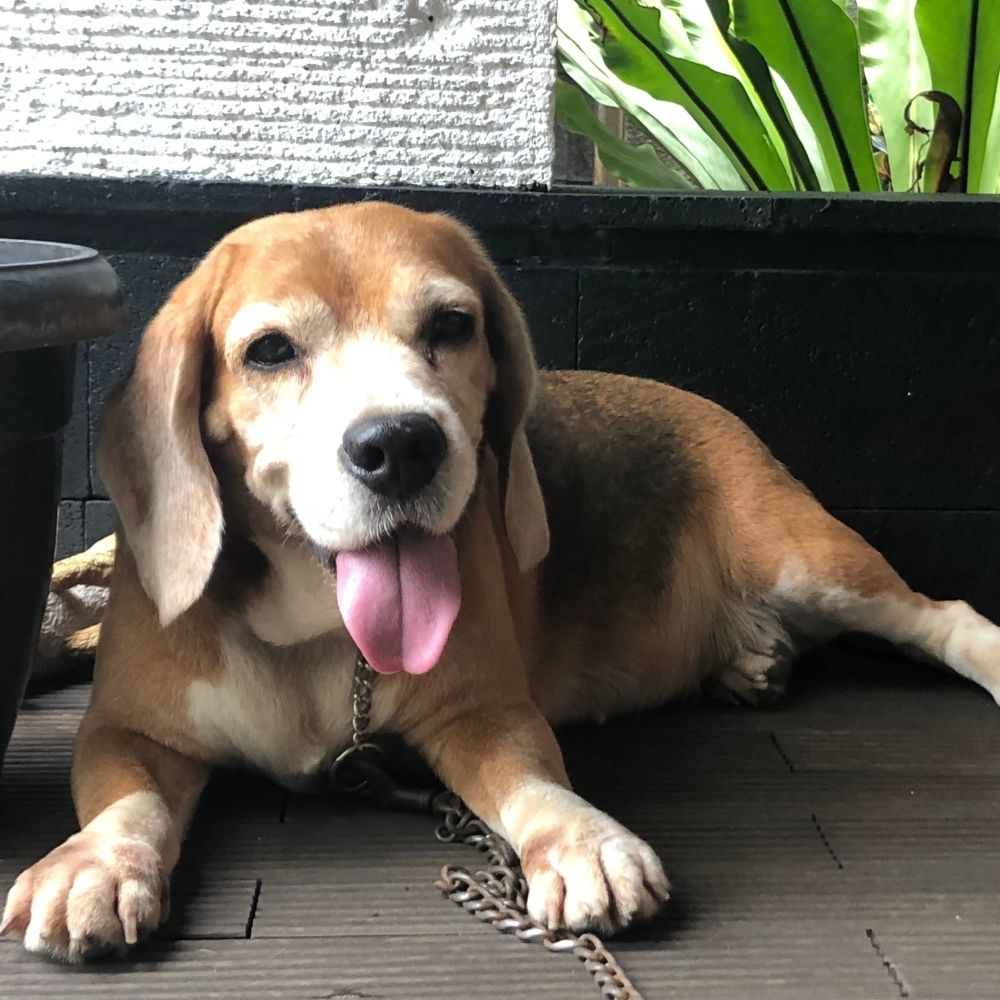 Beagle dog with tongue out