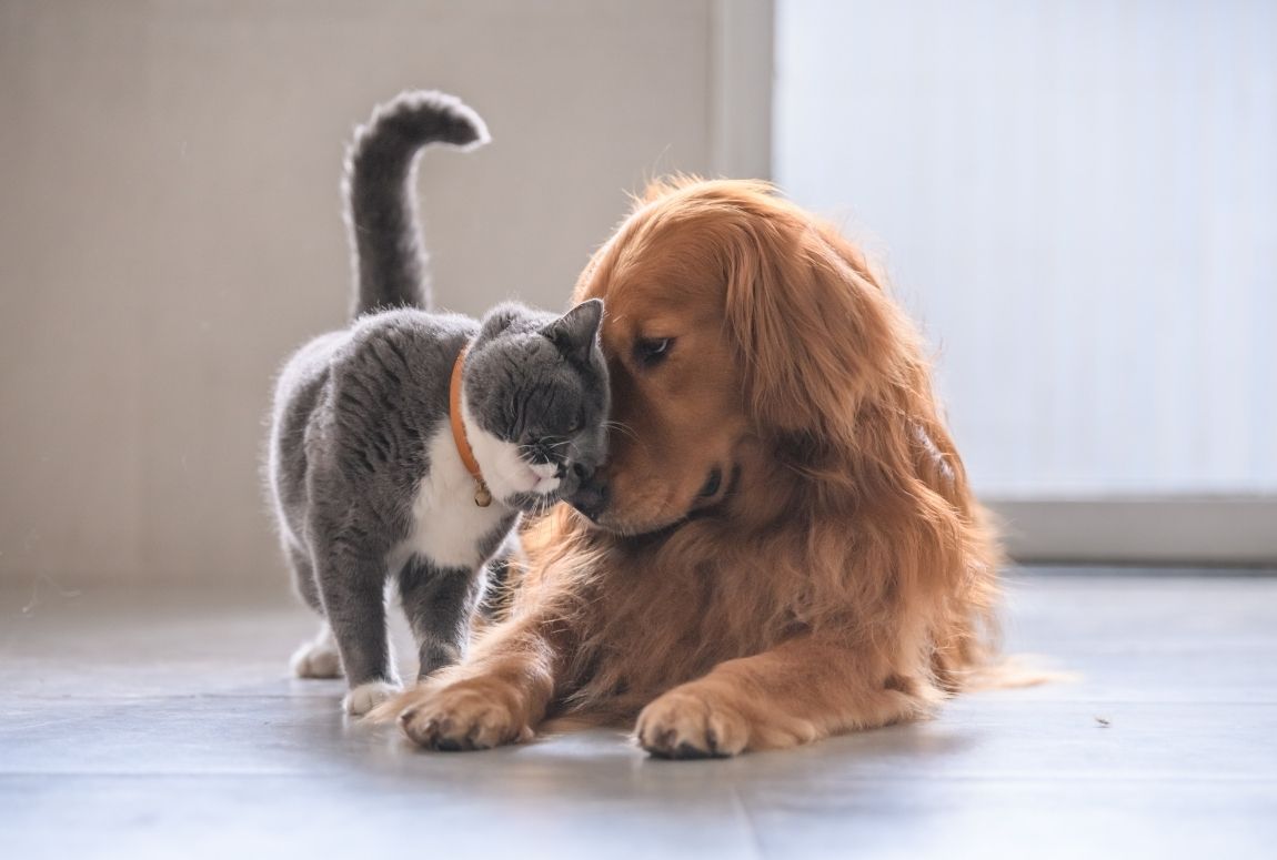 Cat and dog nuzzling