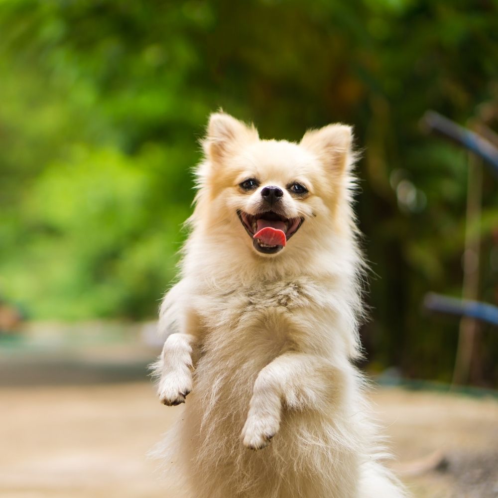 Happy smiling dog standing up