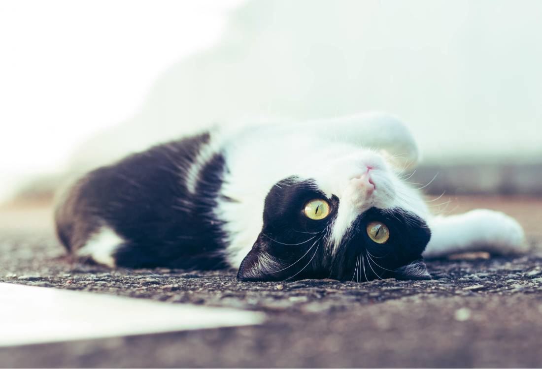 Black and white cat lounging