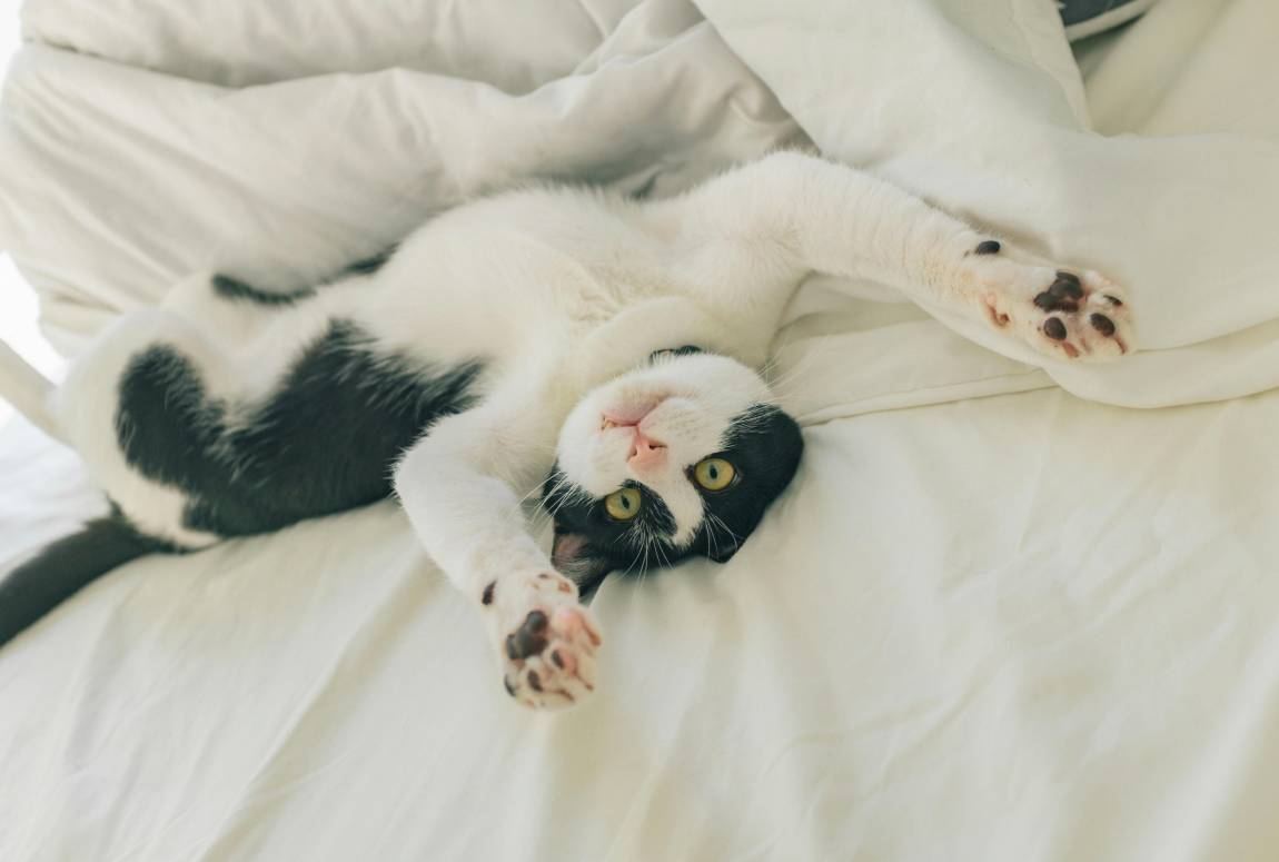 Black and white cat stretching