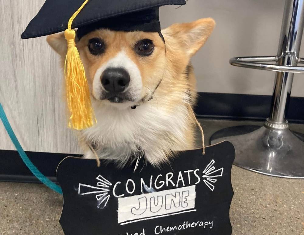 Corgi in graduation cap Corgi in graduation cap