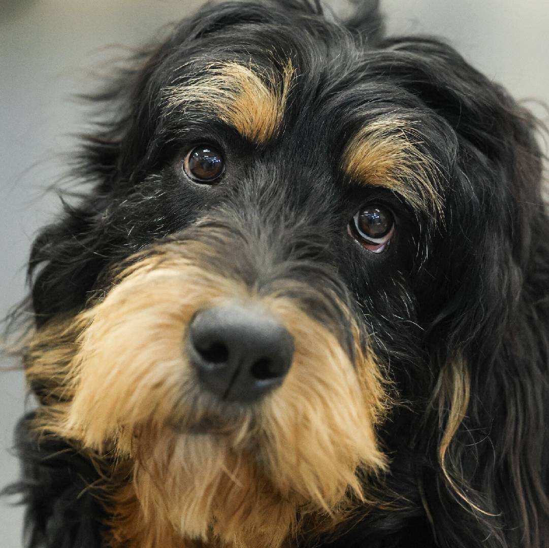 Cute black tan dog