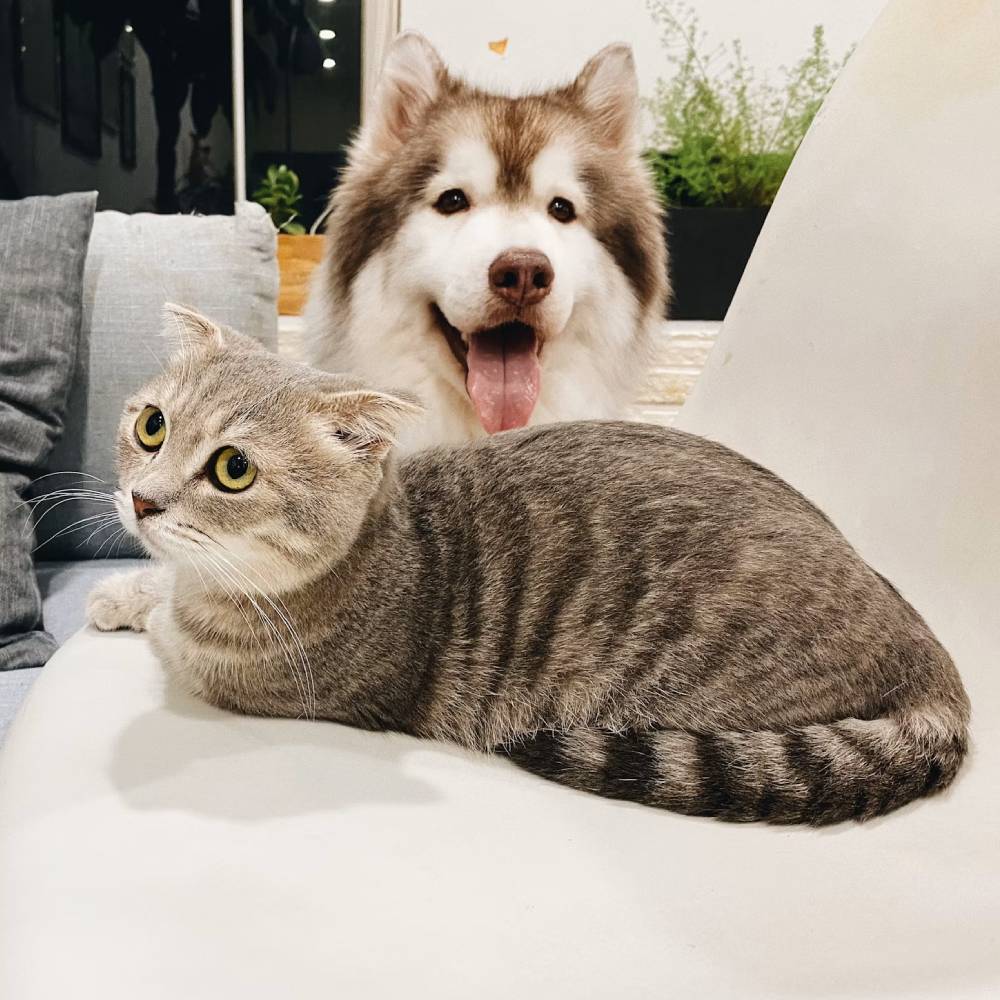 Dog and cat sitting together at home