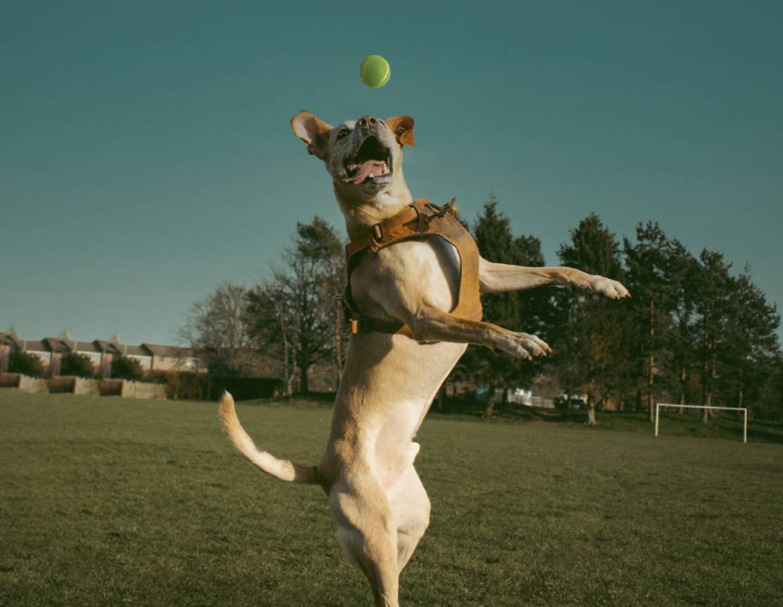 Dog catching the ball