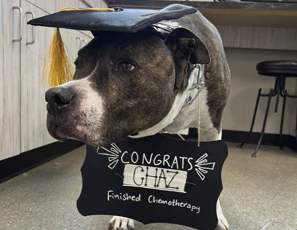 Dog celebrates chemotherapy completion Dog celebrates chemotherapy completion