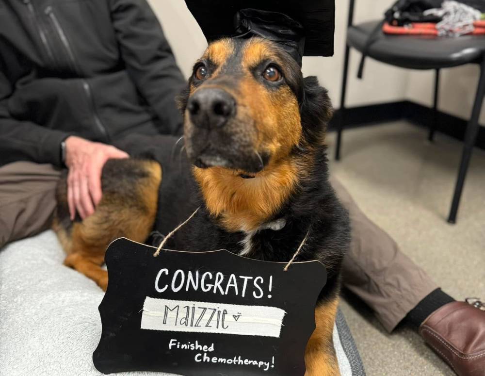 Dog, graduation cap, sign Dog, graduation cap, sign
