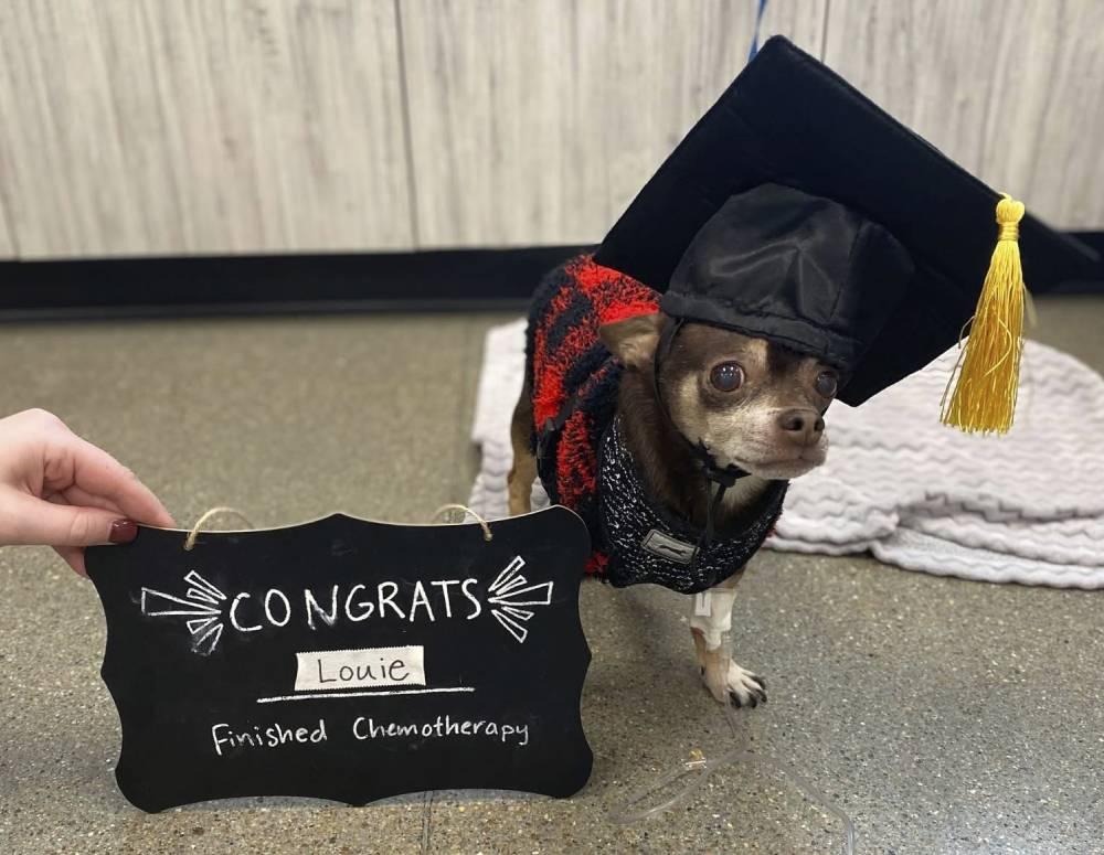 Dog in graduation cap Dog in graduation cap