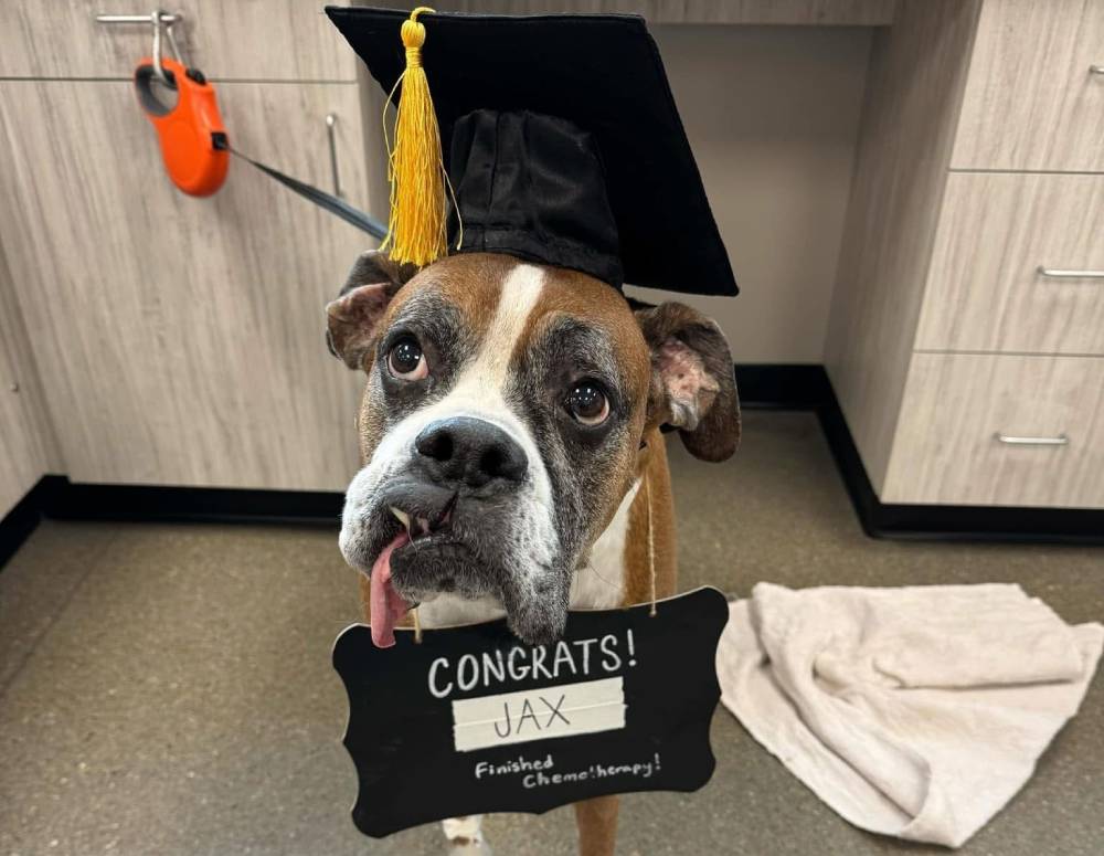 Graduated boxer dog Jax chemotherapy Graduated boxer dog Jax chemotherapy