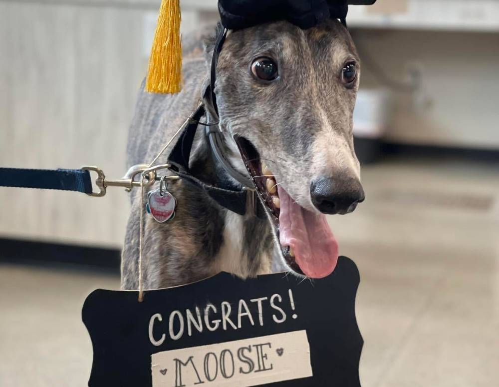 Greyhound wearing graduation cap Greyhound wearing graduation cap