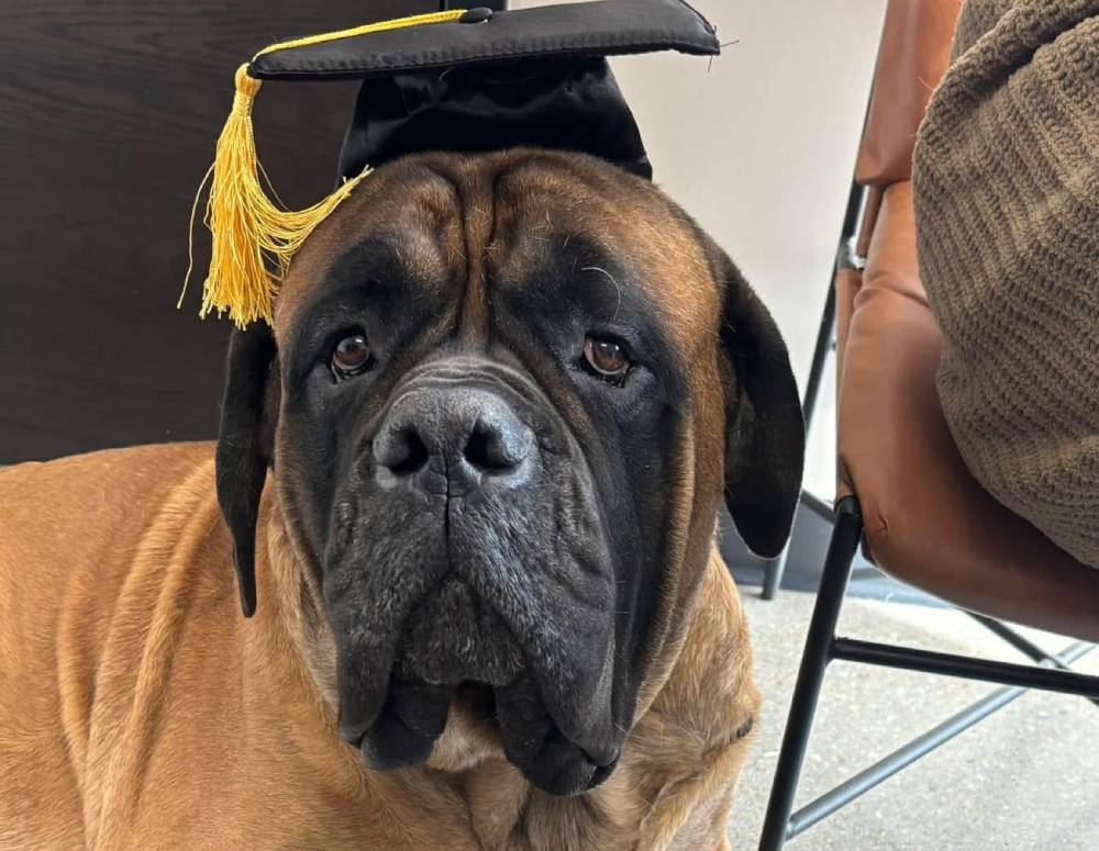 Mastiff dog, graduation cap Mastiff dog, graduation cap