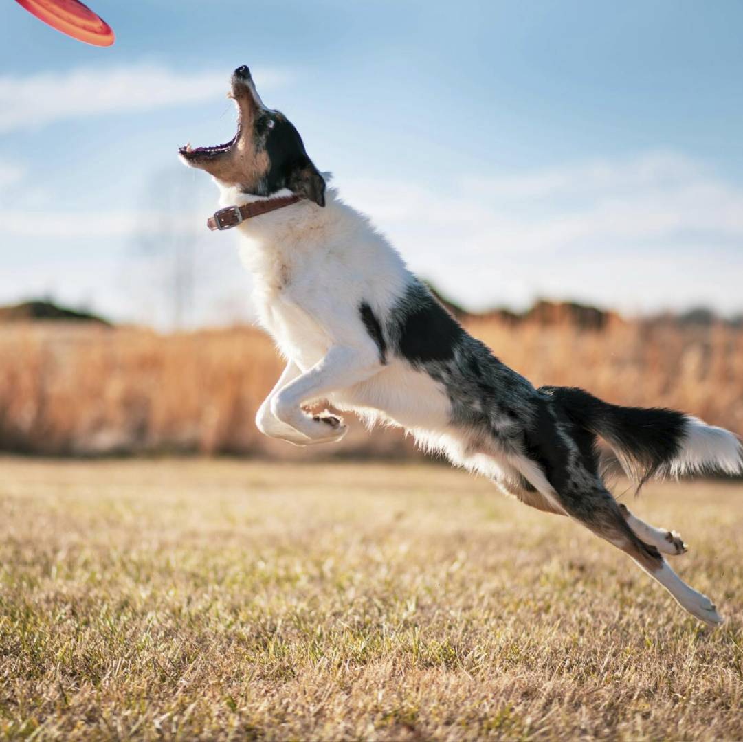 dog jumping and playing