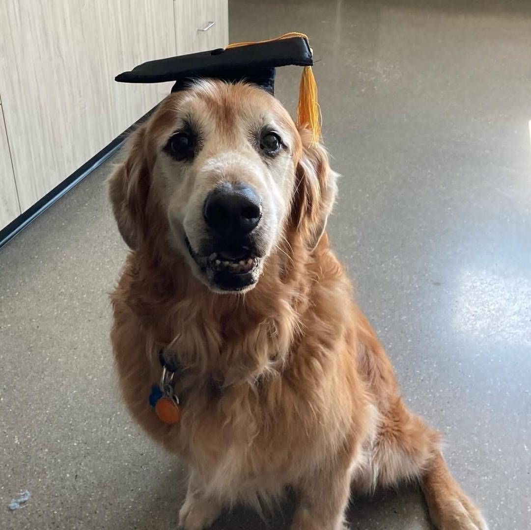 graduation picture of golden retriever 