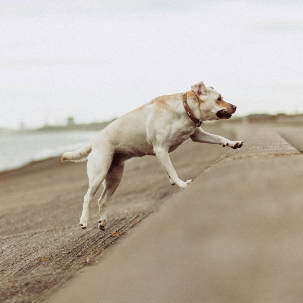dog working outside